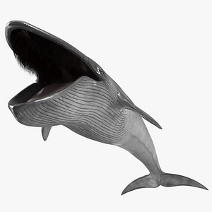 Blue Whale Fur Rigged