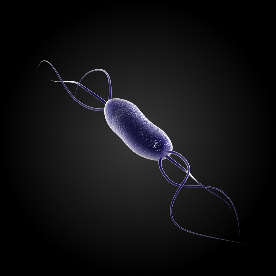 Microbes Micro Organisms 3d Model