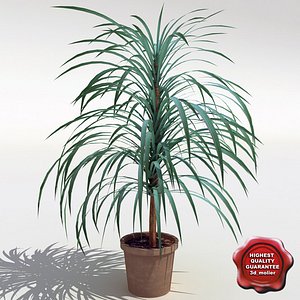 Dracaena marginata V2