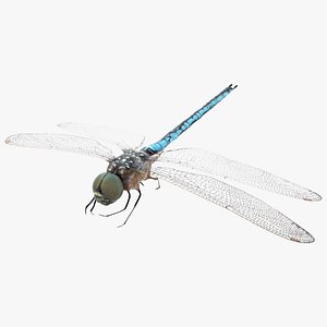 3D Dragonfly