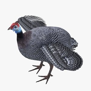 3D rigged model