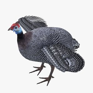 Guinea Fowl Bird Rigged