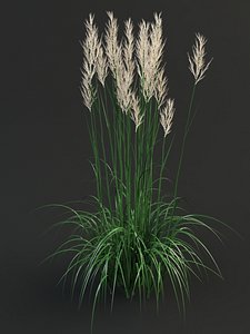 max calamagrostis reedgrass grass