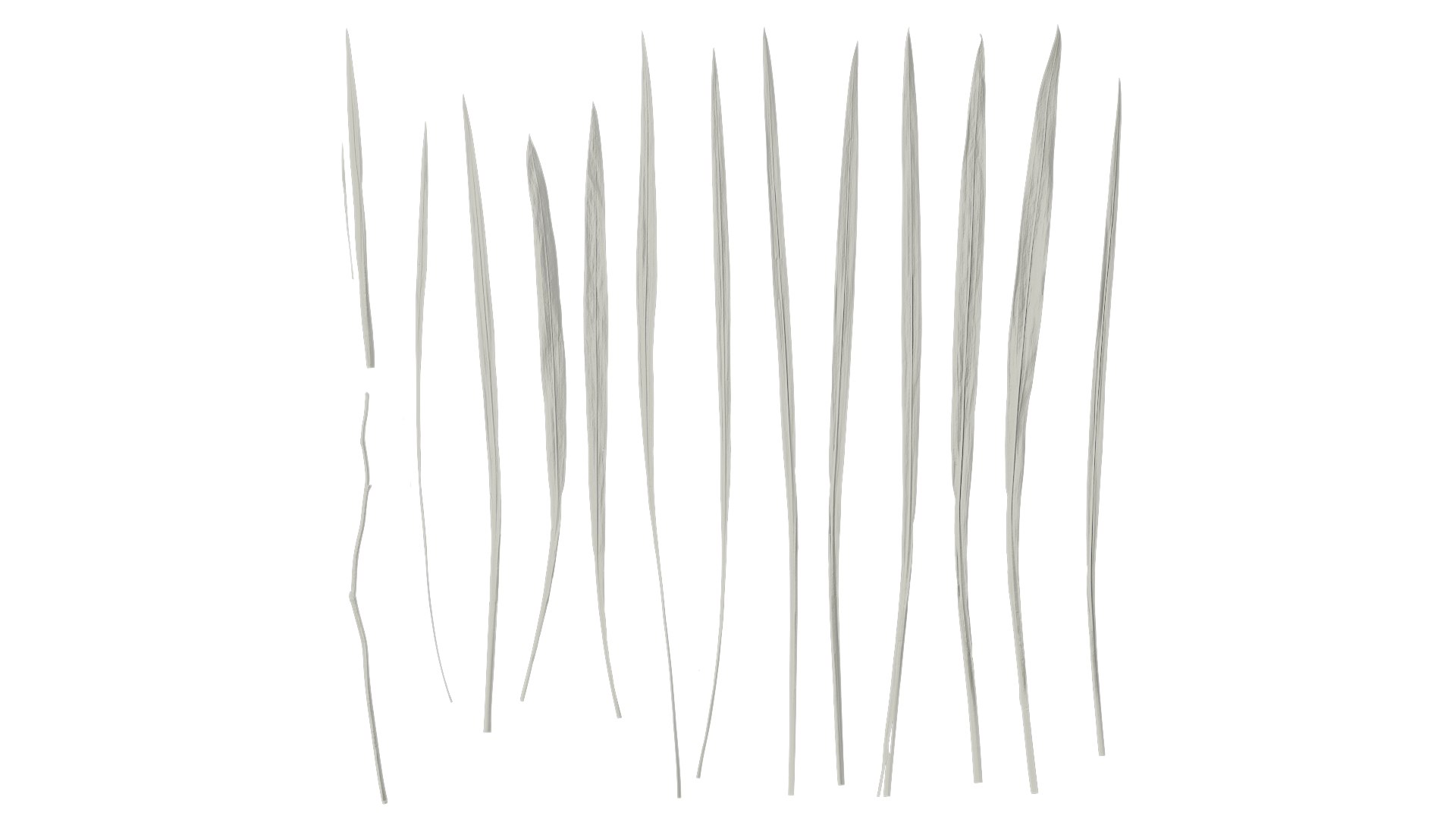 3D Model Anydrafts Crocosmia Crocosmiflora Leaf 02 Textures ...