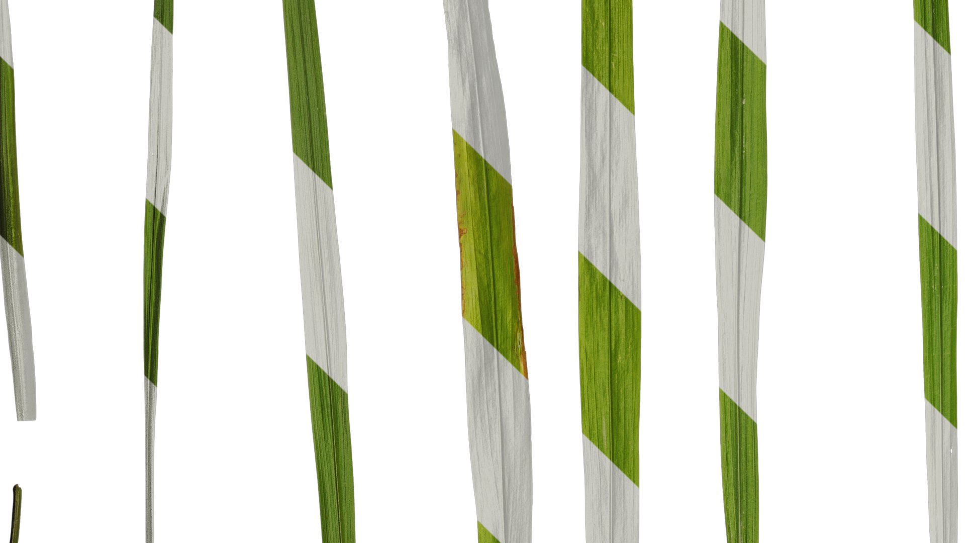 3D Model Anydrafts Crocosmia Crocosmiflora Leaf 02 Textures ...