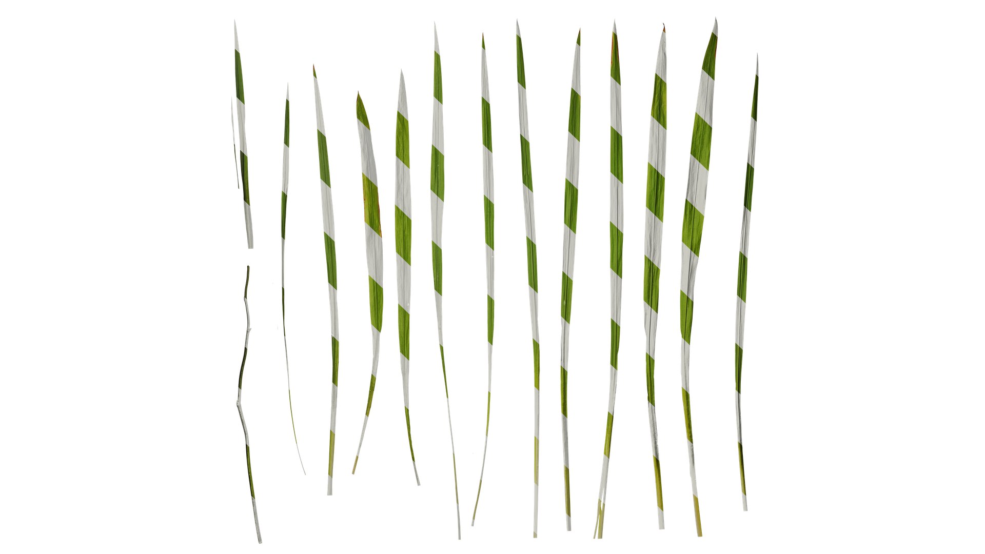 3D Model Anydrafts Crocosmia Crocosmiflora Leaf 02 Textures ...