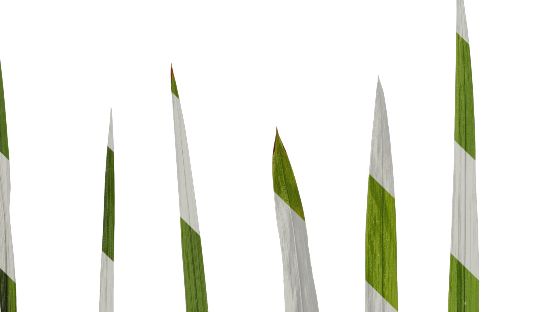 3D Model Anydrafts Crocosmia Crocosmiflora Leaf 02 Textures ...