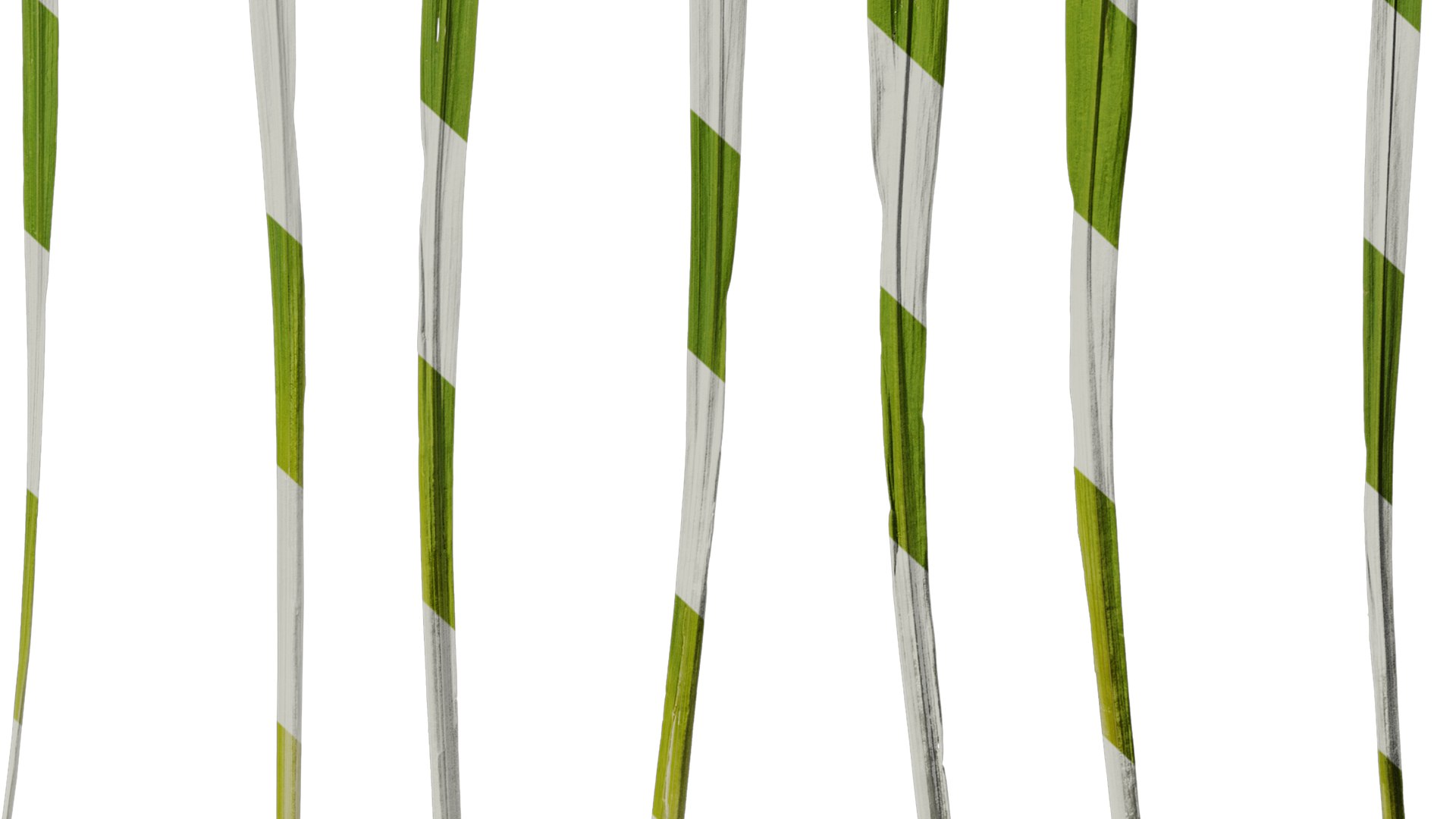 3D Model Anydrafts Crocosmia Crocosmiflora Leaf 02 Textures ...
