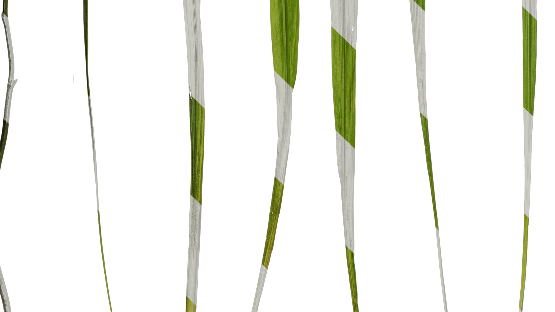 3D Model Anydrafts Crocosmia Crocosmiflora Leaf 02 Textures ...
