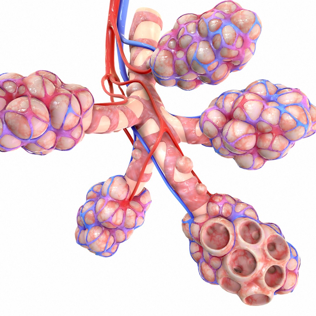 3D Realistic Human Bronchi Alveoli Model - TurboSquid 1555769