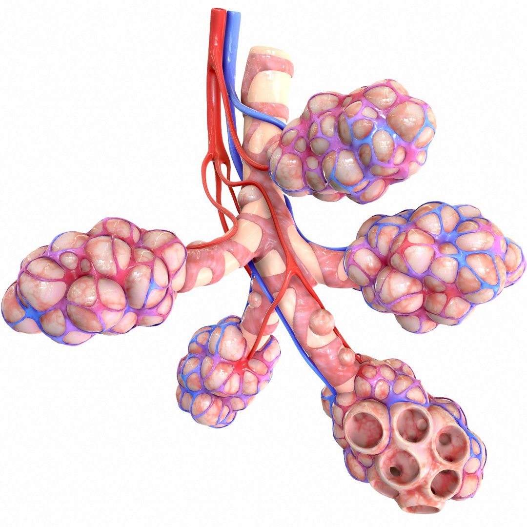 3D realistic human bronchi alveoli model - TurboSquid 1555769