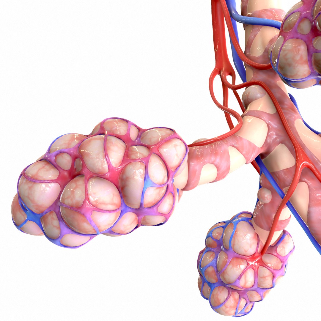 3d Realistic Human Bronchi Alveoli Model - Turbosquid 1555769