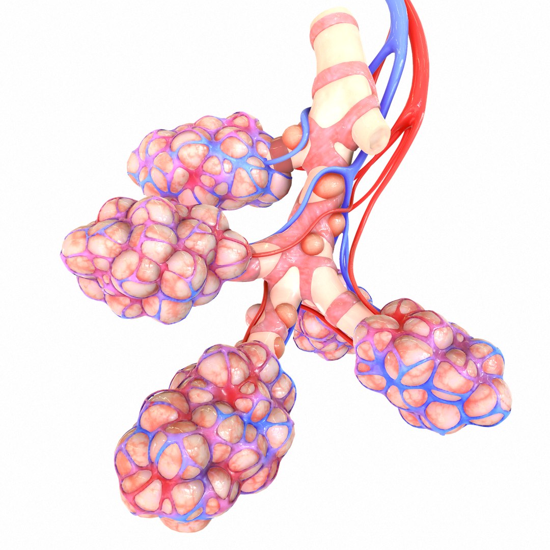 3D Realistic Human Bronchi Alveoli Model - TurboSquid 1555769