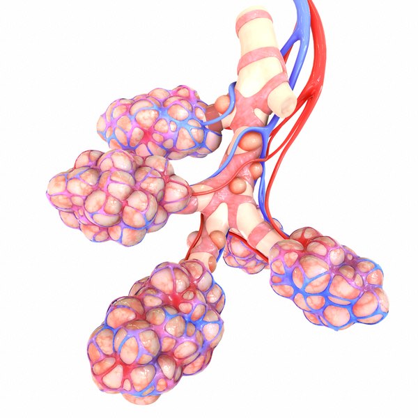 3D realistic human bronchi alveoli model - TurboSquid 1555769