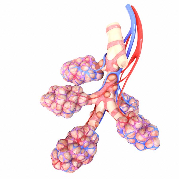 3D realistic human bronchi alveoli model - TurboSquid 1555769