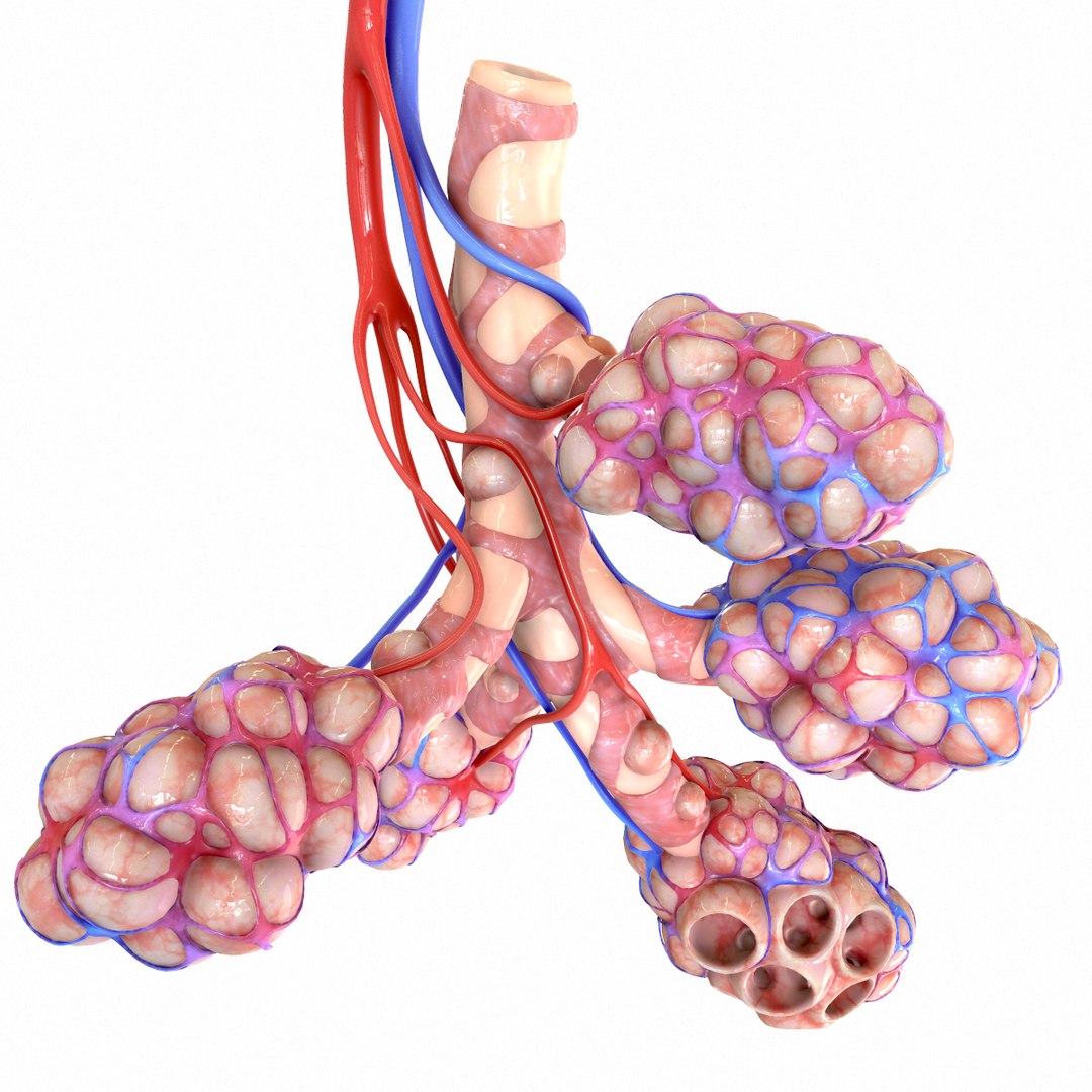 3D realistic human bronchi alveoli model - TurboSquid 1555769