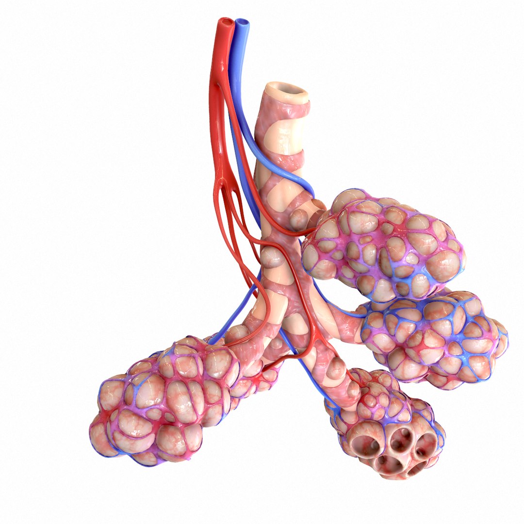 3D realistic human bronchi alveoli model - TurboSquid 1555769