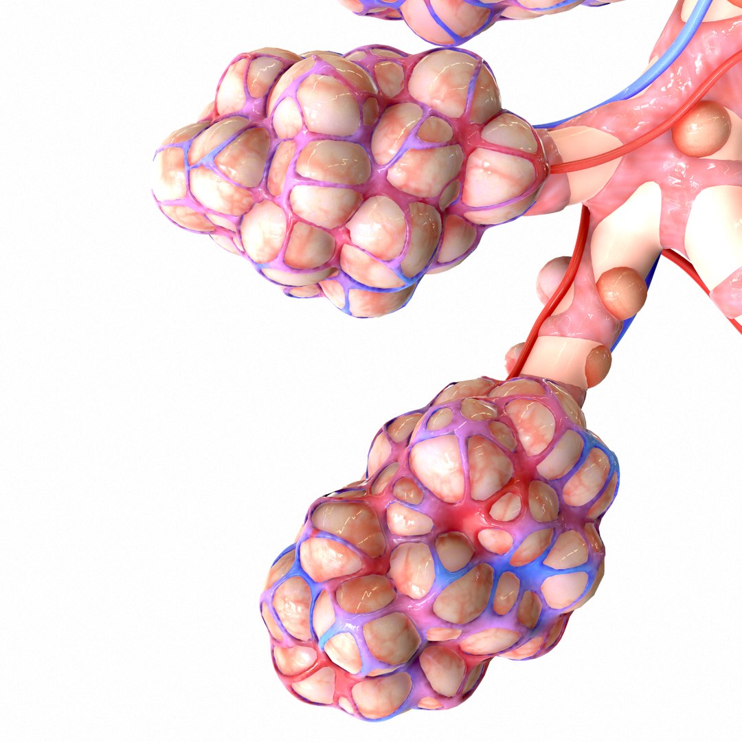 3D Realistic Human Bronchi Alveoli Model - TurboSquid 1555769