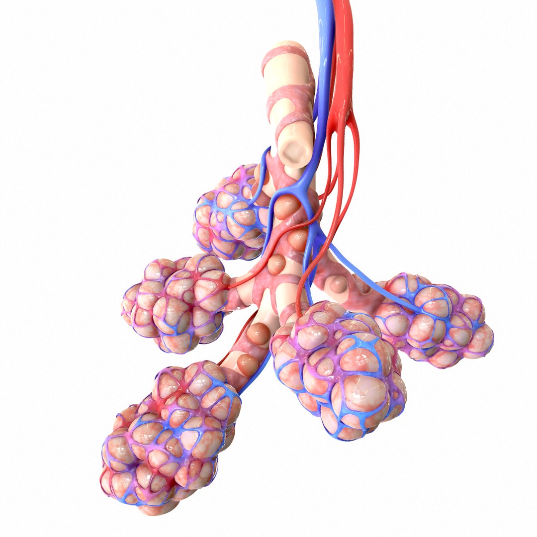 3D Realistic Human Bronchi Alveoli Model - TurboSquid 1555769