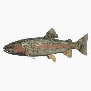 Rainbow trout