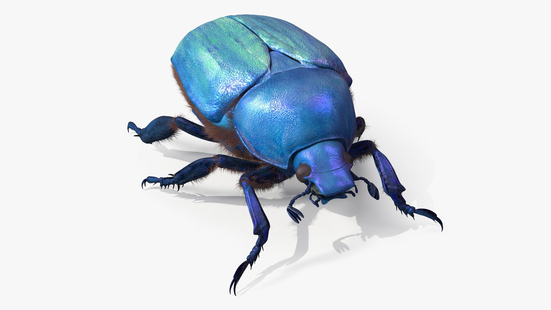 Bright Carapace Scarab Blue Fur for Cinema 4D 3D model preview