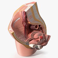 Female Reproductive System Cross Section Anatomical Model