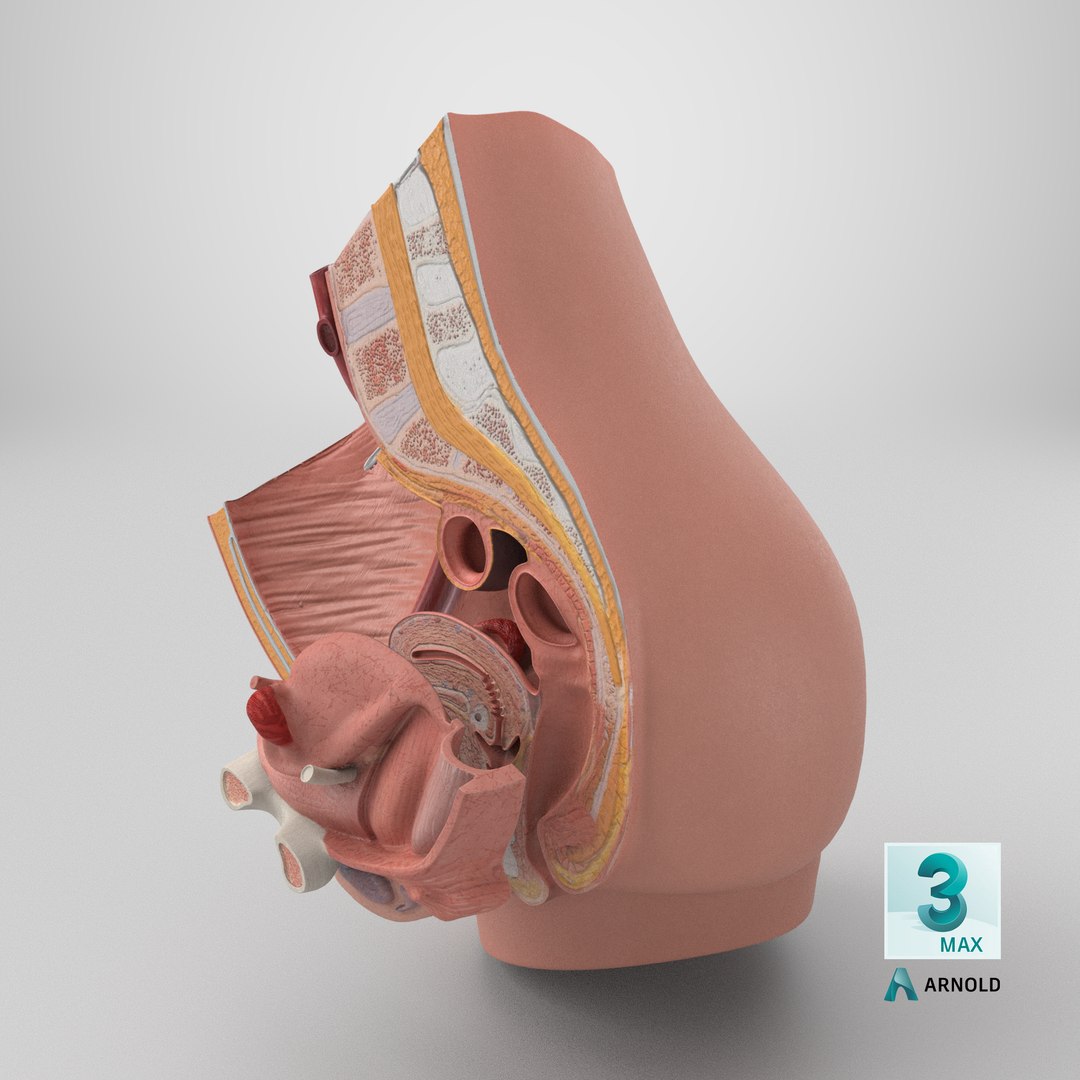 3D Female Reproductive System Cross Section Anatomical Model https://p.turbosquid.com/ts-thumb/As/0P6Rnu/4f/stemcell_max_arnold_render/png/1756506549/1920x1080/fit_q87/c3fa591251bec640e0813432d4cf311936005d7f/stemcell_max_arnold_render.jpg