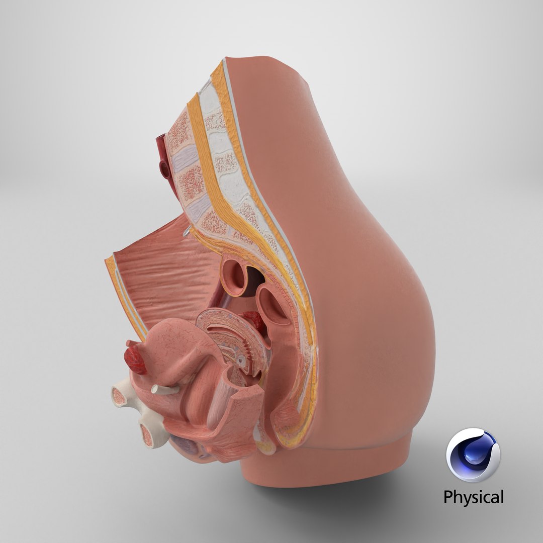 3D Female Reproductive System Cross Section Anatomical Model https://p.turbosquid.com/ts-thumb/As/0P6Rnu/6Q/stemcell_cinema_4d_physical_render/png/1756506546/1920x1080/fit_q87/b074887b305b8106d3a945bd219fb7701b478bed/stemcell_cinema_4d_physical_render.jpg