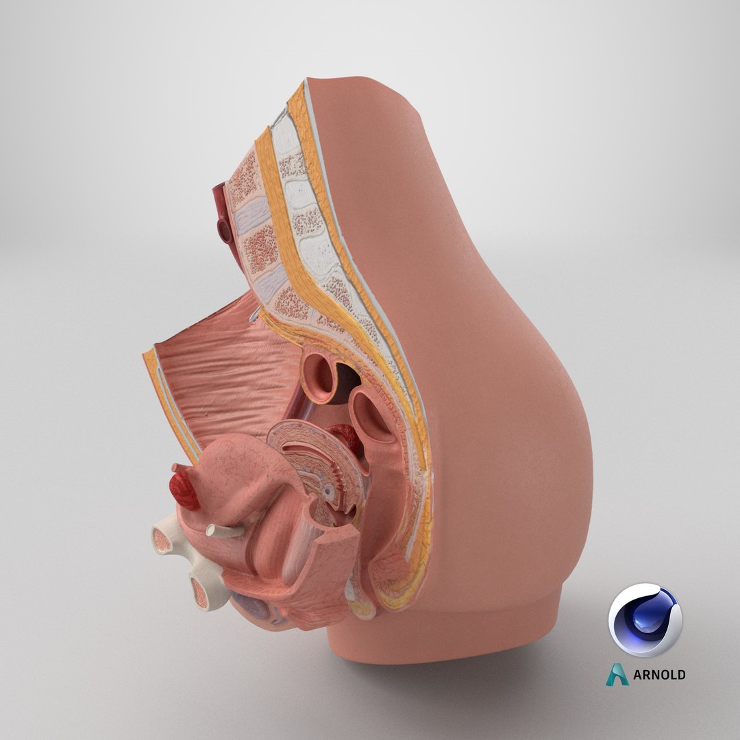 3D Female Reproductive System Cross Section Anatomical Model https://p.turbosquid.com/ts-thumb/As/0P6Rnu/iA/stemcell_cinema_4d_arnold_render/png/1756506544/1920x1080/fit_q87/f35282409b4c17737ee8eb36aace17893d603193/stemcell_cinema_4d_arnold_render.jpg
