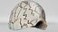 8K Noble Volute Shell