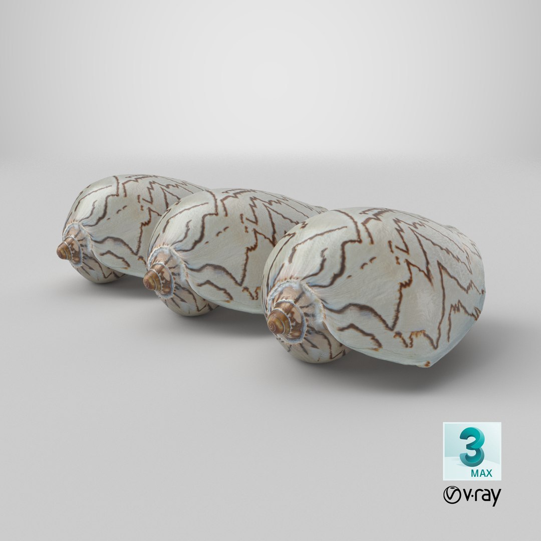 8K Noble Volute Shell model https://p.turbosquid.com/ts-thumb/As/1eBpbo/IG/stemcell_max_vray_render/png/1766593207/1920x1080/fit_q87/4cda79d3cd9fcf10cce812eb23272a4a05ae2963/stemcell_max_vray_render.jpg