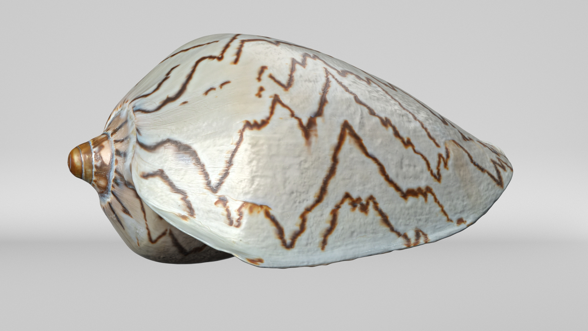 8K Noble Volute Shell model https://p.turbosquid.com/ts-thumb/As/1eBpbo/MQ/turntable/jpg/1766515642/1920x1080/turn_fit_q99/48a9871d45f5f3e1b392a31977c28a687e3e64d7/turntable-1.jpg