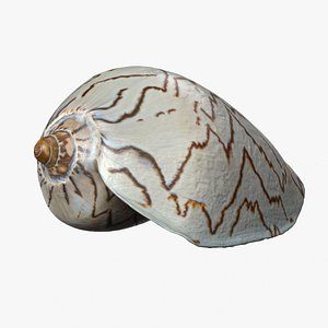 8K Noble Volute Shell