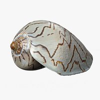 8K Noble Volute Shell