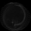 8K Noble Volute Shell
