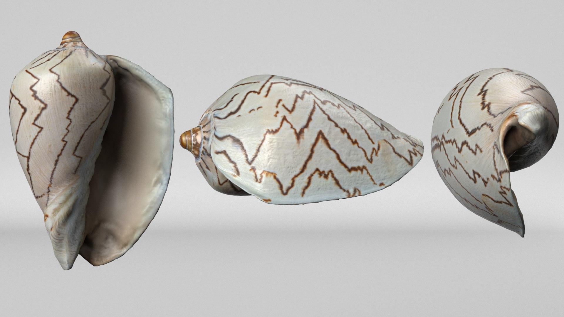 8K Noble Volute Shell model https://p.turbosquid.com/ts-thumb/As/1eBpbo/UN/render2/jpg/1766507363/1920x1080/fit_q87/46fe8318c60e5ec9393acb4a9bf452f3e3f910d8/render2.jpg