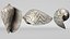 8K Noble Volute Shell