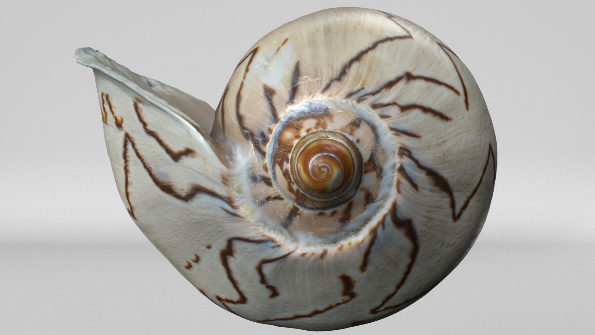 8K Noble Volute Shell model https://p.turbosquid.com/ts-thumb/As/1eBpbo/nD/render3/jpg/1766507364/1920x1080/fit_q87/8cc0f1fe1c45e9e53aadb206dfa16b8d543f812a/render3.jpg