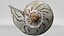 8K Noble Volute Shell