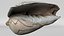 8K Noble Volute Shell