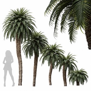 3D model New Tree High detail Cycas Revoluta Palmfarn Tree