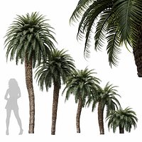 New Tree High detail Cycas Revoluta Palmfarn Tree