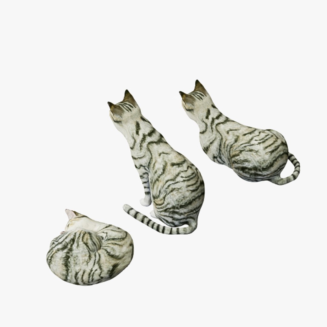 3d model cat https://p.turbosquid.com/ts-thumb/As/9WHQjw/7M7tL4Nm/r03/jpg/1570786490/1920x1080/fit_q87/b89990890511a516e143c980c0256a6f1e9822e1/r03.jpg