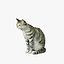 Cat E(Crouching,Sitting,Sleeping)