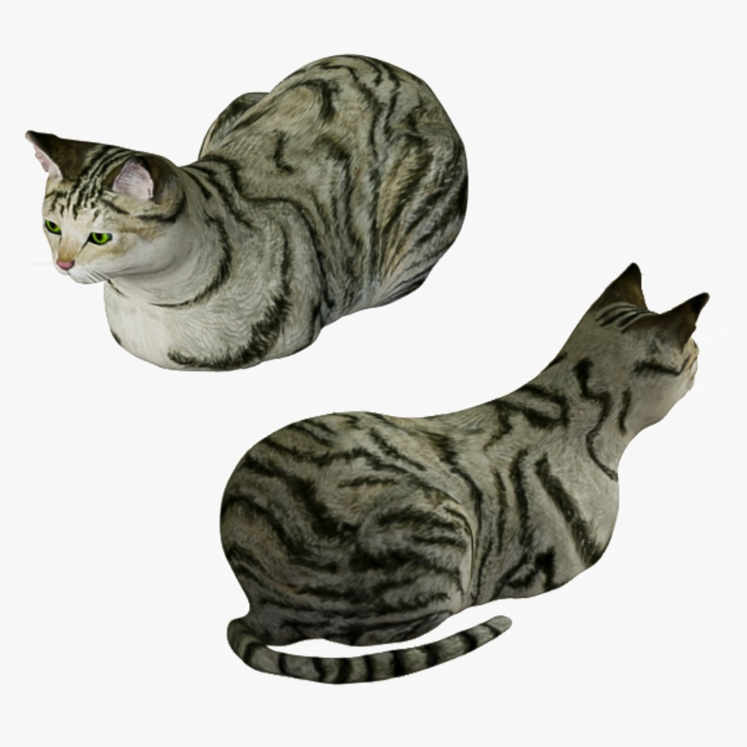 3d model cat https://p.turbosquid.com/ts-thumb/As/9WHQjw/QXUY5gwV/011/jpg/1570786490/1920x1080/fit_q87/432383c469b468cb6e4feefed05cb7ffcb76e1c9/011.jpg