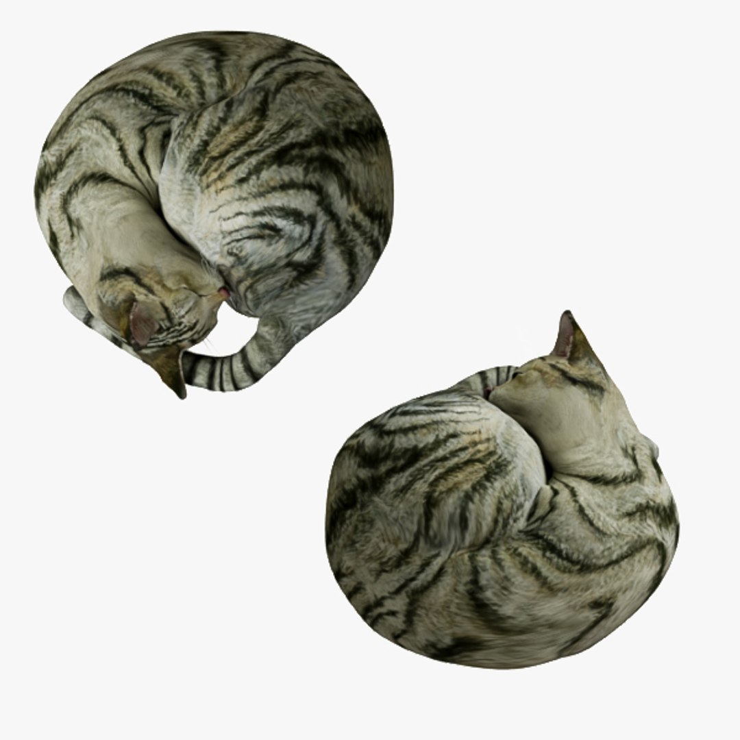 3d model cat https://p.turbosquid.com/ts-thumb/As/9WHQjw/cy7jjjm5/031/jpg/1570786490/1920x1080/fit_q87/b8a71cb433205f072231ec5665ba29f41b6a98d0/031.jpg