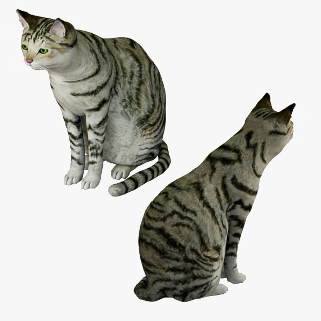 3d model cat https://p.turbosquid.com/ts-thumb/As/9WHQjw/hEX6j9hu/021/jpg/1570786490/1920x1080/fit_q87/497ab30b244e160a95453beec5e788a5495f6b7f/021.jpg