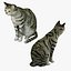 Cat E(Crouching,Sitting,Sleeping)