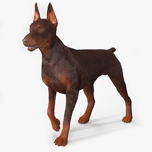 3D Brown Doberman Pinscher Fur Rigged