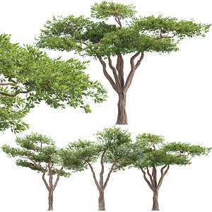 Acacia Trees Vol 301 3D